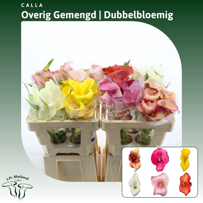 <h4>Calla Gemengd In Fust | Dubbelbloemig</h4>