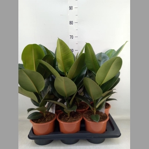 Ficus elastica 'Robusta'