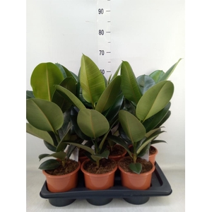 Ficus elastica 'Robusta'