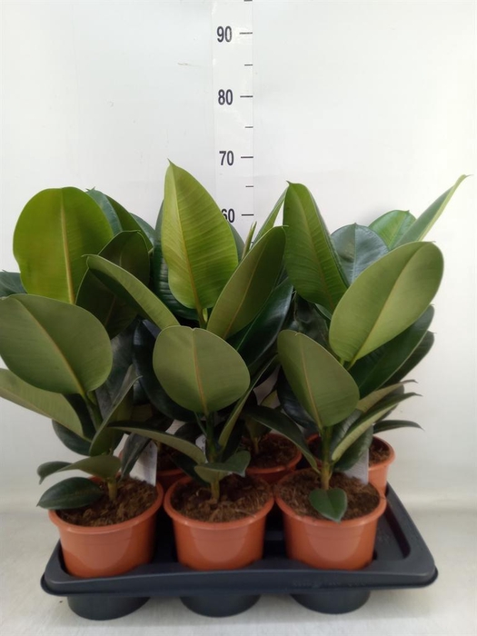 <h4>Ficus elastica 'Robusta'</h4>