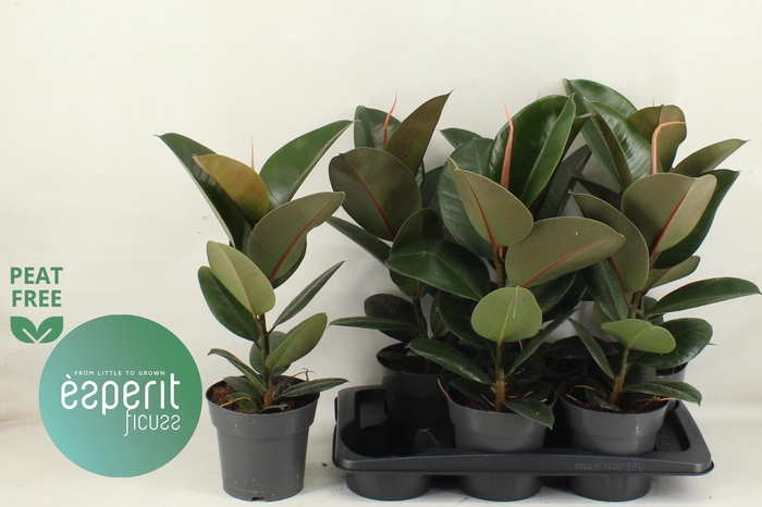 <h4>FIC EL ROBUSTA</h4>