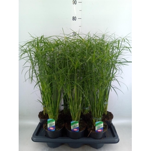 Cyperus alternifolius 'Gracilis'