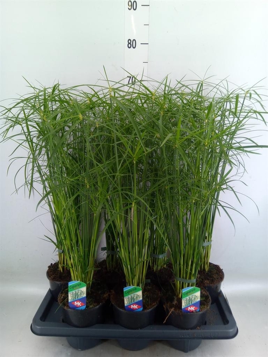 <h4>Cyperus alternifolius 'Gracilis'</h4>