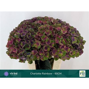 Hydr M Mag Charlotte Rainbow