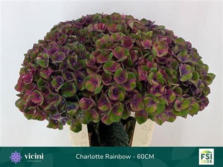 <h4>Hydr M Mag Charlotte Rainbow</h4>