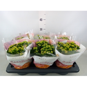 Kalanchoe blos. 'RosDon Pedro'