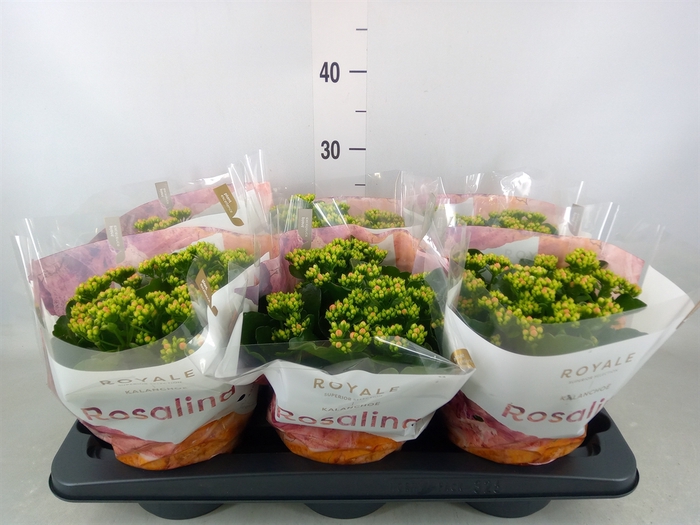 <h4>Kalanchoe blos. 'RosDon Pedro'</h4>