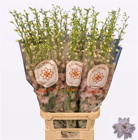 <h4>Delph Du Dewi Lady</h4>