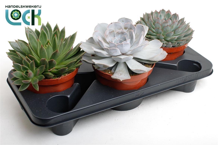 <h4>Echeveria overig</h4>