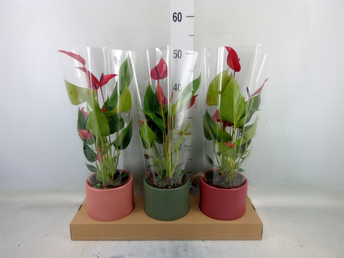 <h4>Anthurium  'Banderola Lava'</h4>