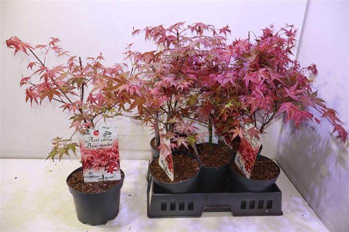 <h4>Acer Pa Beni-maiko</h4>