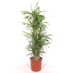 Dracaena Riki