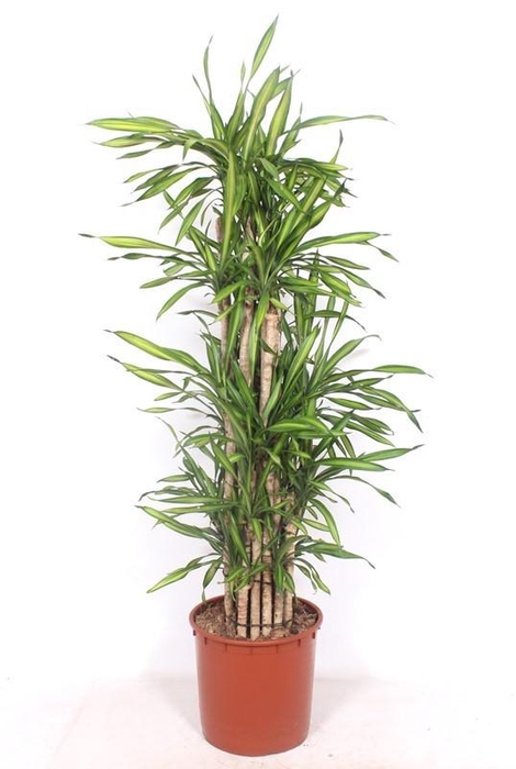 <h4>Dracaena Riki</h4>