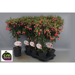 FUCHSIA OV