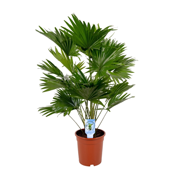 <h4>Livistona Rotundifolia 19 cm Lucht Zuiverend</h4>