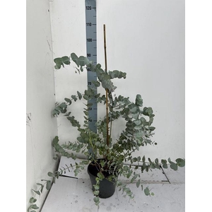 EUCAL CINEREA