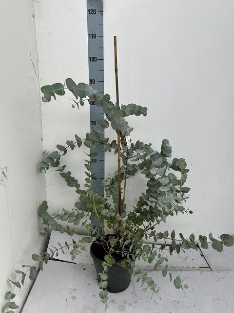 <h4>EUCAL CINEREA</h4>