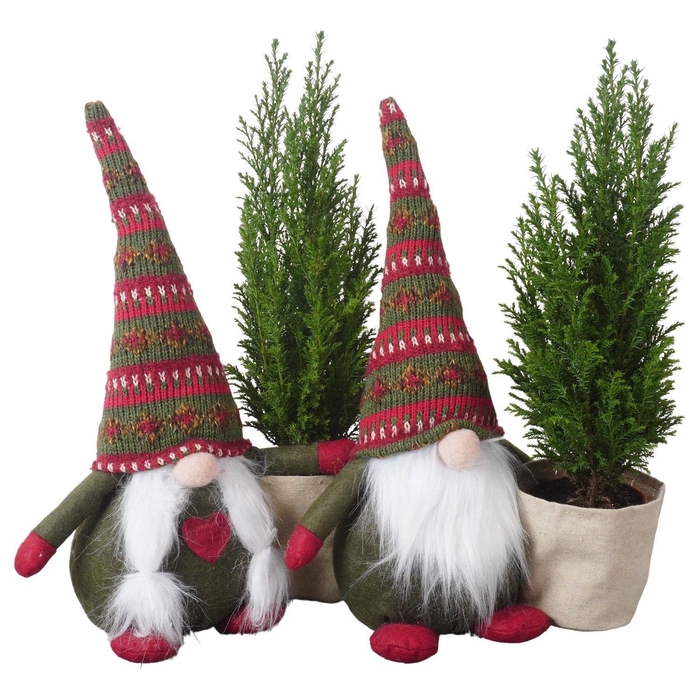 <h4>PTK25186 Ellwoodii in stoffen gnoom</h4>