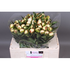 Paeonia Duchesse De Nemours | Heavy Quality