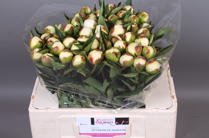 <h4>Paeonia Duchesse De Nemours | Heavy Quality</h4>