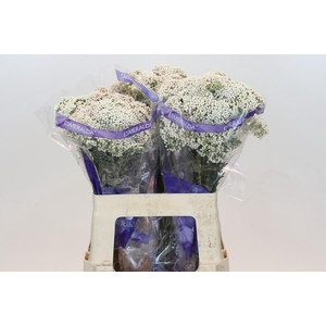 Ozothamnus Cooks Snow White