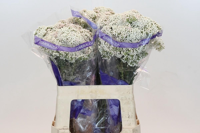 <h4>Ozothamnus Cooks Snow White</h4>