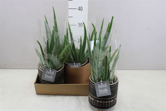 <h4>Aloe Vera Maya Keramiek</h4>