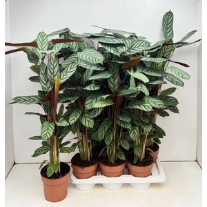 CTENANTHE COMPACTSTA