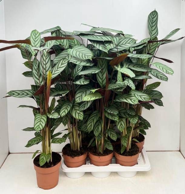 <h4>CTENANTHE COMPACTSTA</h4>