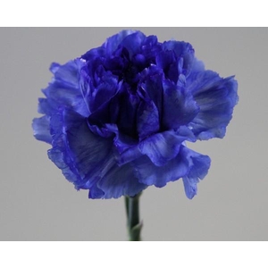 Dianthus st paint blue