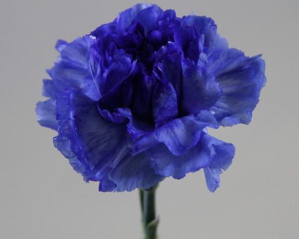 <h4>Dianthus st paint blue</h4>