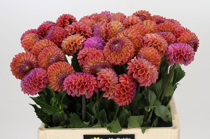 Dahlia Caitlin's Joy