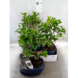 Bonsai   ...mix
