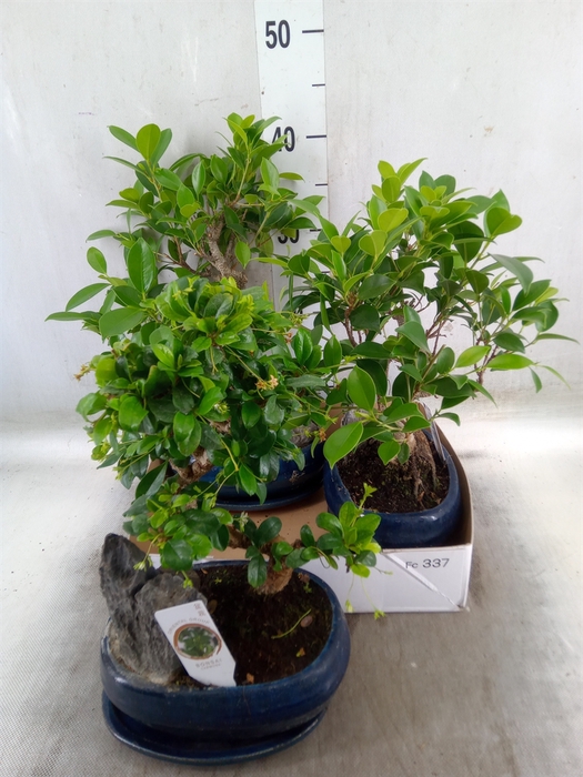 <h4>Bonsai   ...mix</h4>