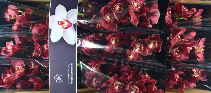 <h4>Cymbidium Vulcan Doos</h4>