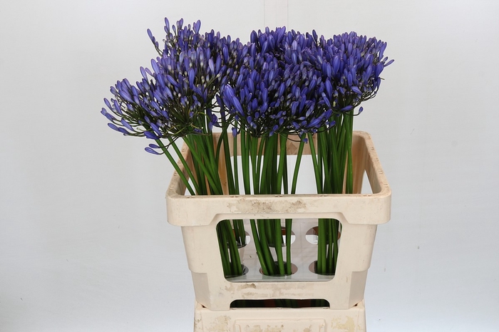 <h4>Agapanthus Uri</h4>