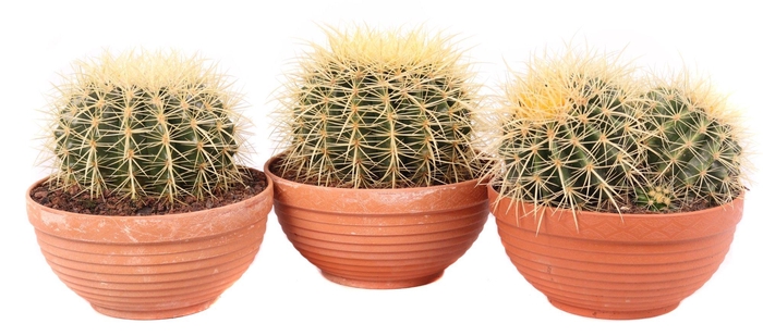 <h4>Echinocactus grusonii 20 cm</h4>