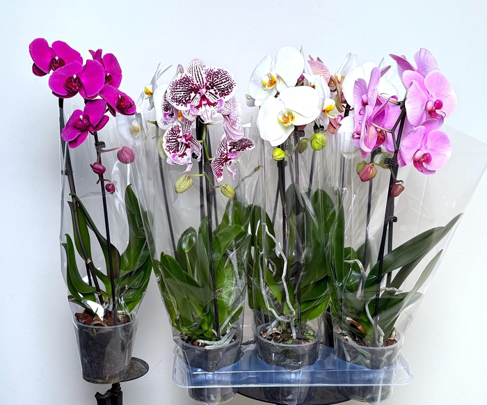 <h4>PHAL EL CASCADE</h4>