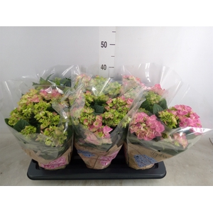 Hydrangea mac. 'Early Rosa'