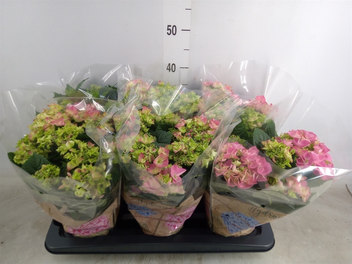 <h4>Hydrangea mac. 'Early Rosa'</h4>