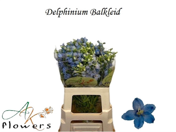 <h4>DELPH EN BALLKLEID</h4>