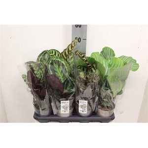 Calathea gemengd 4 soorten