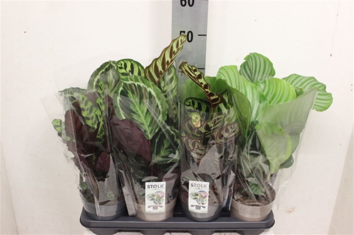 <h4>Calathea gemengd 4 soorten</h4>