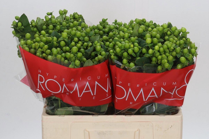 <h4>HYP JUNGLE ROMANCE</h4>