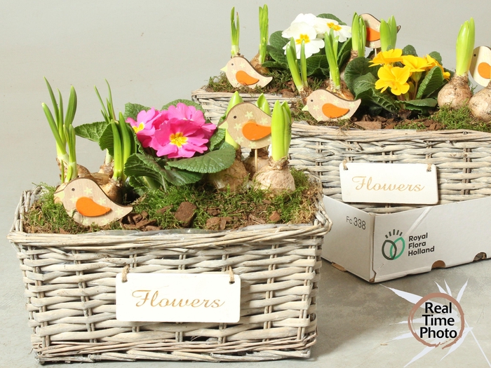 <h4>ARR TUINPLANTEN</h4>