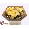 Rosa Garden Nona