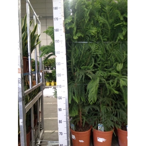 Araucaria heterophylla