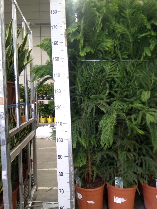 <h4>Araucaria heterophylla</h4>