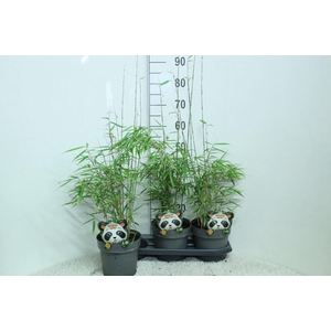 Fargesia robusta 'Campbell'