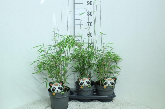 <h4>Fargesia robusta 'Campbell'</h4>